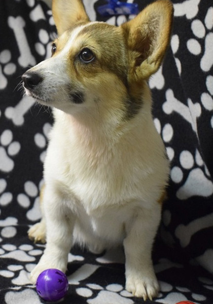 Ellie, Pembroke Welsh Corgi from Hudson Valley Corgis