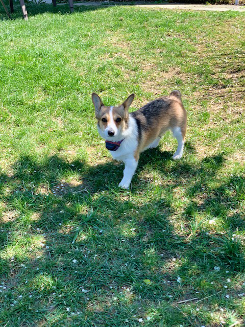 Ellie - Hudson Valley Corgis - Pembroke Welsh Corgis