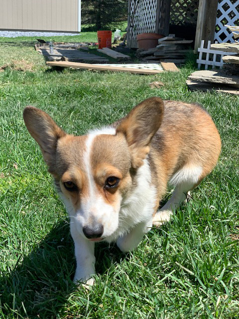 Ellie, Pembroke Welsh Corgi from Hudson Valley Corgis, New York