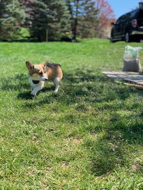 Ellie, Pembroke Welsh Corgi from Hudson Valley Corgis, New York