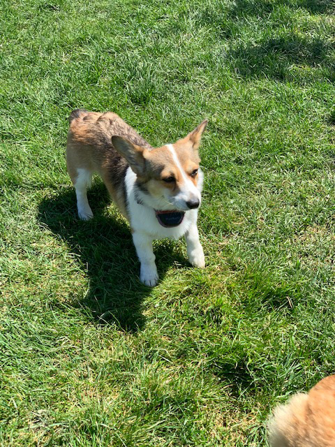 Ellie, Pembroke Welsh Corgi from Hudson Valley Corgis, New York