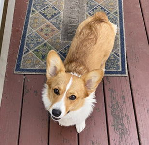 Ginger Snap, female Pembroke Welsh Corgi from Hudson Valley Corgis