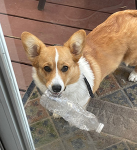 Ginger Snap, female Pembroke Welsh Corgi from Hudson Valley Corgis