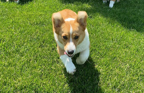 Ginger Snap, female Pembroke Welsh Corgi from Hudson Valley Corgis