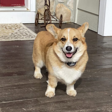 Bonnie - female Pembroke Welsh Corgi from Hudson Valley Corgis, New York