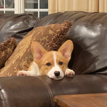 Corgi on couch - Hudson Valley Corgis, NY