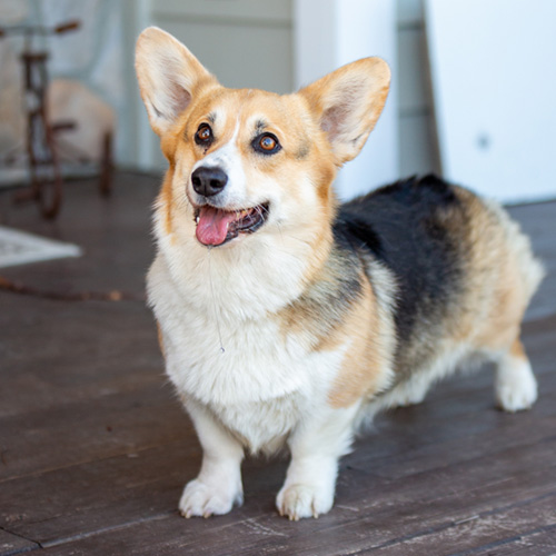 Gwen - female Pembroke Welsh Corgi from Hudson Valley Corgis, New York