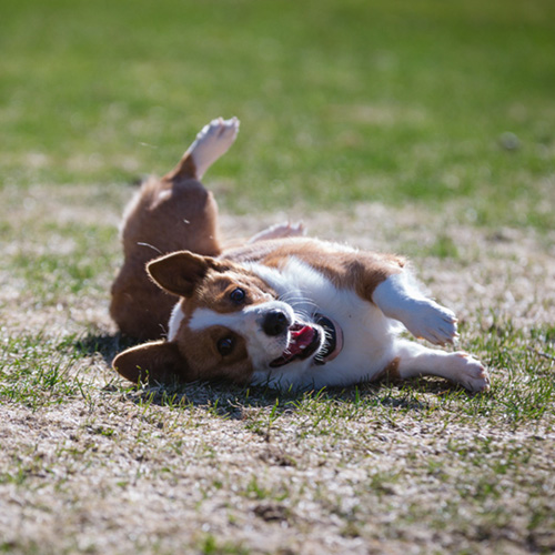 Ruby, Pembroke Welsh Corgi from Hudson Valley Corgis, New York