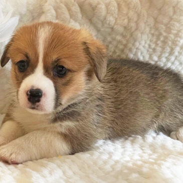 Corgi puppy from Hudson Valley Corgis, NY
