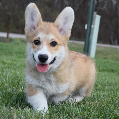 Abbey, female Pembroke Welsh Corgi - Hudson Valley Corgis, NY