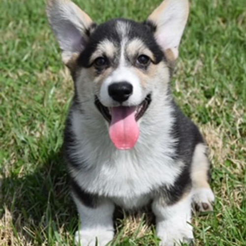 Chloe, female Pembroke Welsh Corgi - Hudson Valley Corgis, NY