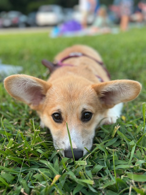 Emrick, male Pembroke Welsh Corgi - Hudson Valley Corgis, NY