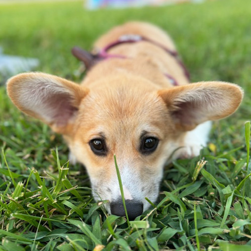 Emrick, male Pembroke Welsh Corgi - Hudson Valley Corgis, NY