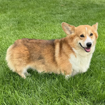 Pembroke Welsh Corgi from Hudson Valley Corgis, New York