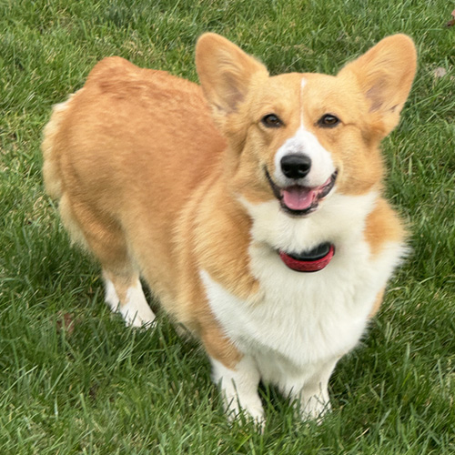 Roo, female Pembroke Welsh Corgi - Hudson Valley Corgis, NY