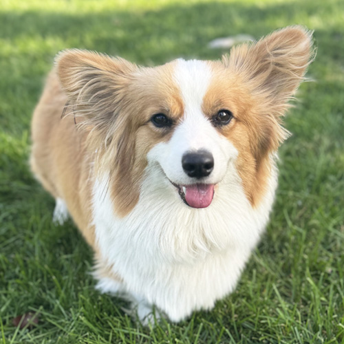 Female Pembroke Welsh Corgi from Hudson Valley Corgis, New York