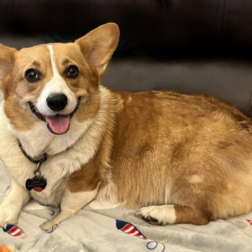 Genoveve, Pembroke Welsh Corgi from Hudson Valley Corgis