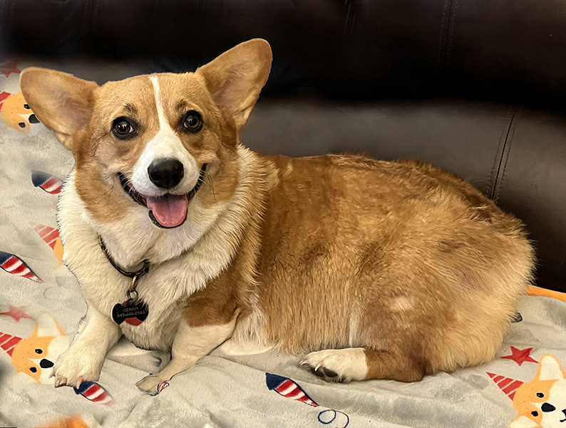 Genoveve, Pembroke Welsh Corgi from Hudson Valley Corgis