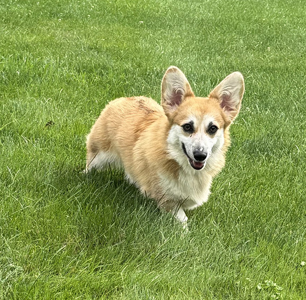 Pembroke Welsh Corgis - Female - Hudson Valley Corgis