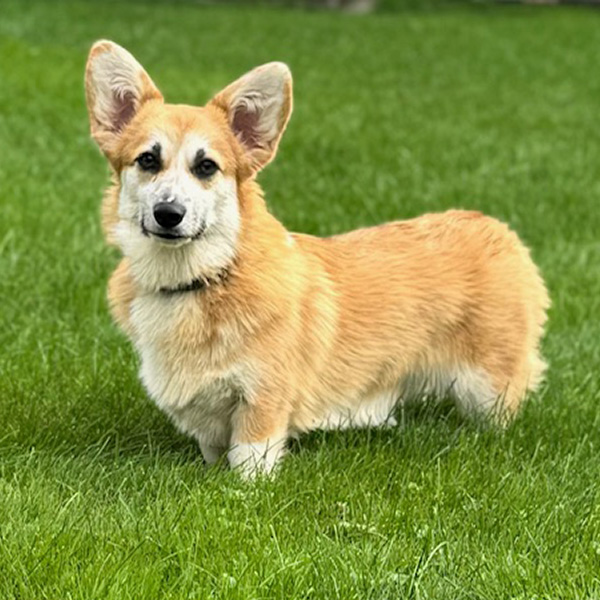 Pembroke Welsh Corgis - Female - Hudson Valley Corgis