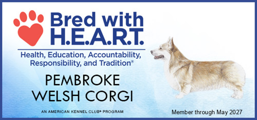 AKC Bred with H.E.A.R.T. member 