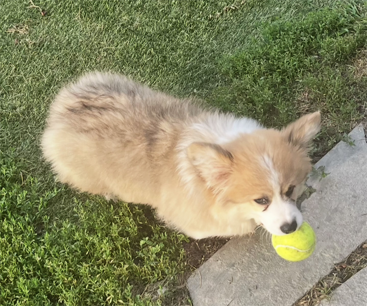 Greyfriars Sebastian's Symphony “Bash” - Hudson Valley Corgis, NY