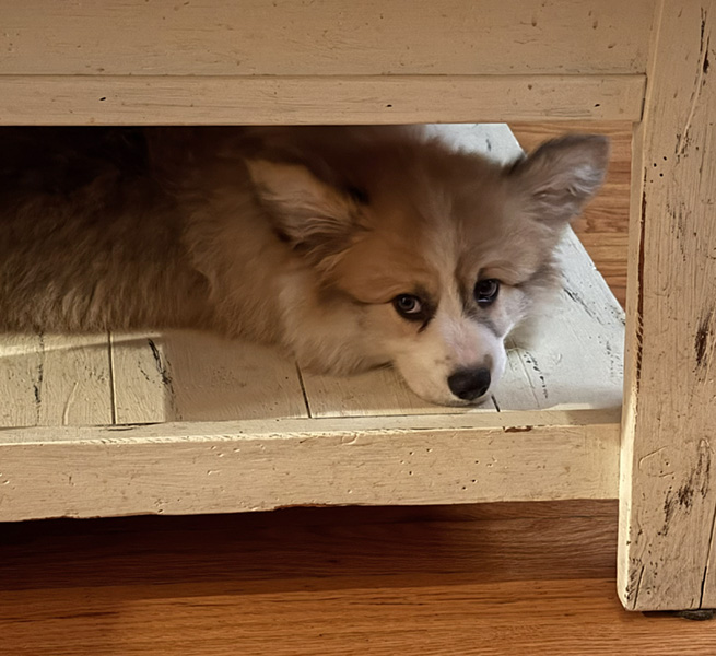 Greyfriars Sebastian's Symphony “Bash” - Hudson Valley Corgis, NY