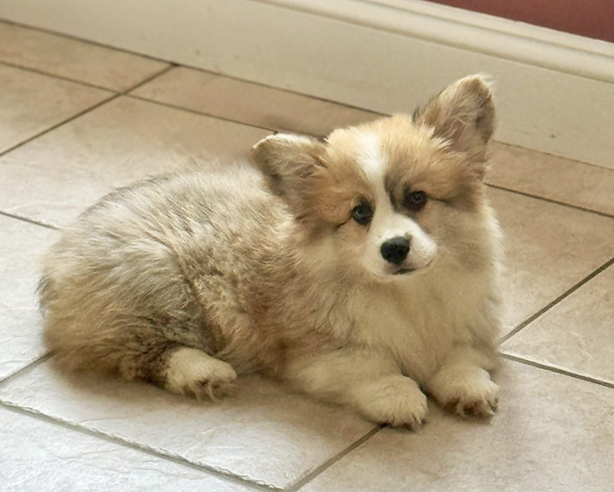 Greyfriars Sebastian's Symphony “Bash” - Hudson Valley Corgis, NY
