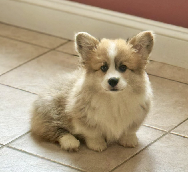 Greyfriars Sebastian's Symphony “Bash” - Hudson Valley Corgis, NY