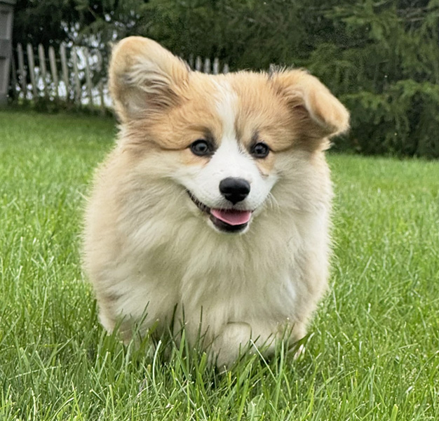 Greyfriars Sebastian's Symphony “Bash” - Hudson Valley Corgis, NY