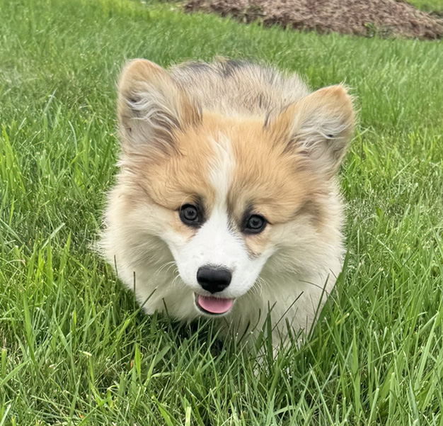 Greyfriars Sebastian's Symphony “Bash” - Hudson Valley Corgis, NY