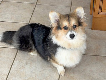 Oriana Moon Living Emotions “Oriana” - Hudson Valley Corgis, NY