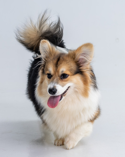 Oriana Moon Living Emotions “Oriana” - Hudson Valley Corgis, NY