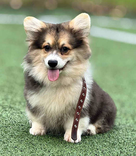 Oriana Moon Living Emotions “Oriana” - Hudson Valley Corgis, NY