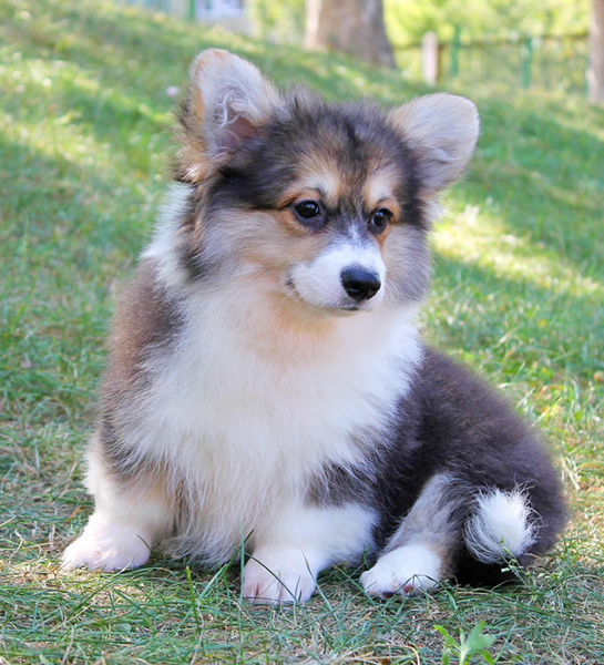 Oriana Moon Living Emotions “Oriana” - Hudson Valley Corgis, NY