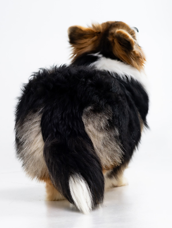 Oriana Moon Living Emotions “Oriana” - Hudson Valley Corgis, NY
