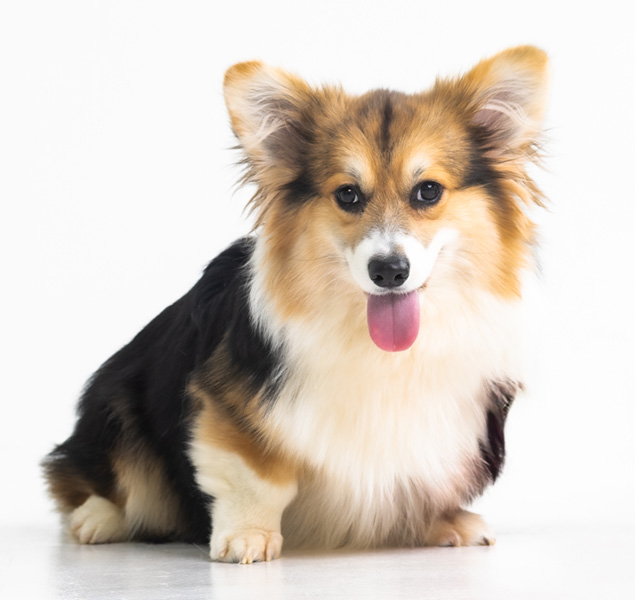 Oriana Moon Living Emotions “Oriana” - Hudson Valley Corgis, NY