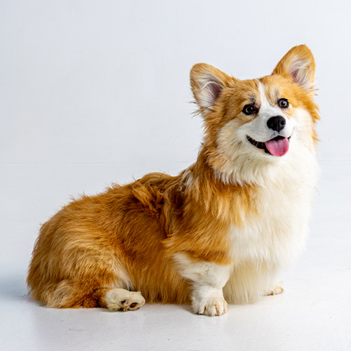 Greyfriars Sebastian's Symphony “Bash” - Hudson Valley Corgis, NY