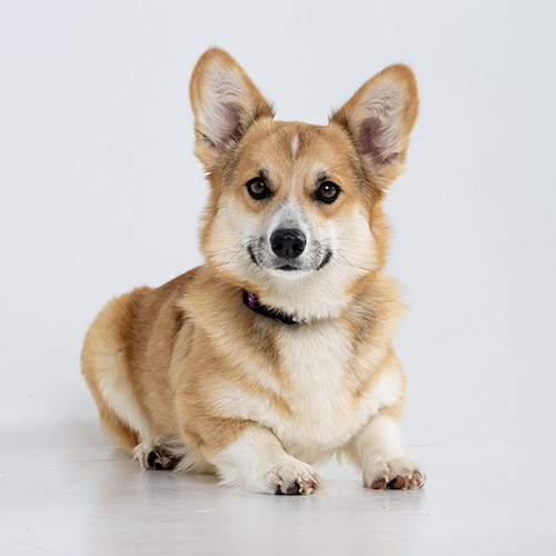 Jill - female Pembroke Welsh Corgi from Hudson Valley Corgis