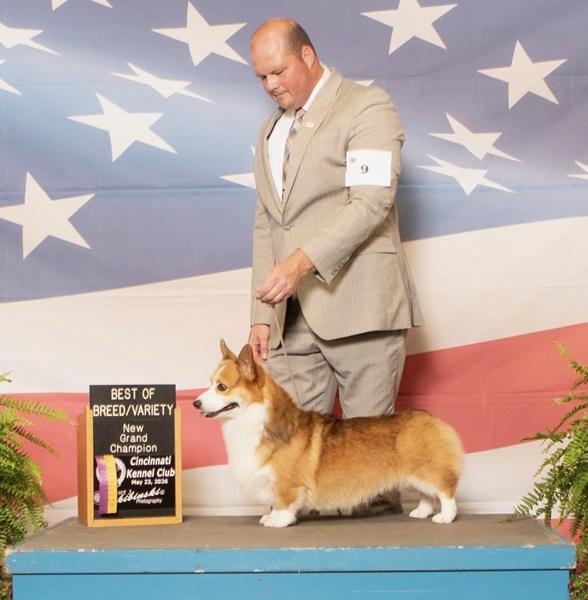 O'Neal, Pembroke Welsh Corgi from Hudson Valley Corgis in New York - show photo